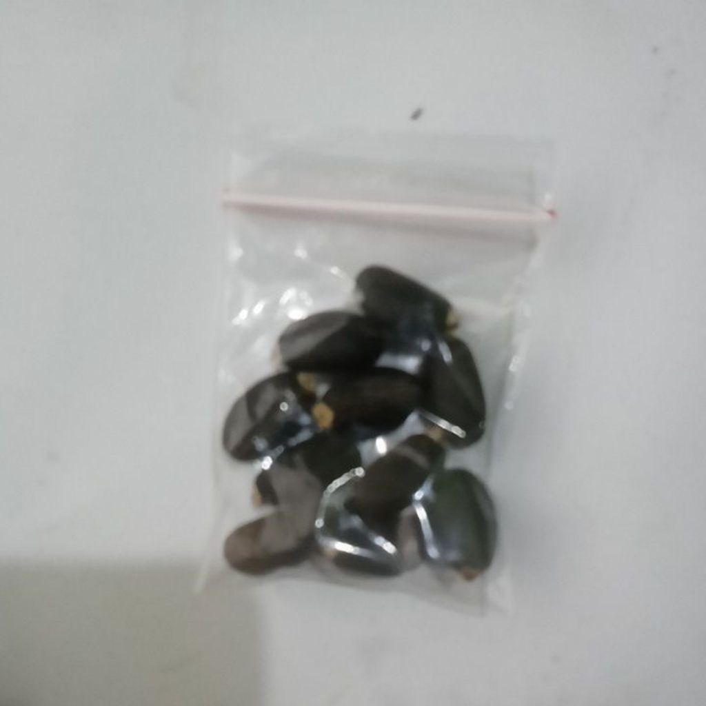 Benih Biji Jarak Pagar 10 Butir