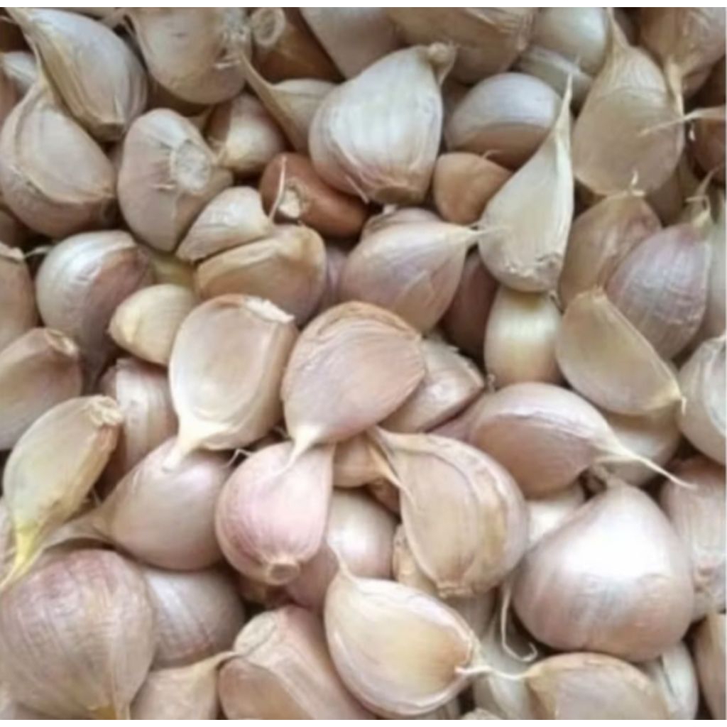 

BAWANG PUTIH KATING BERSIH 1 KG