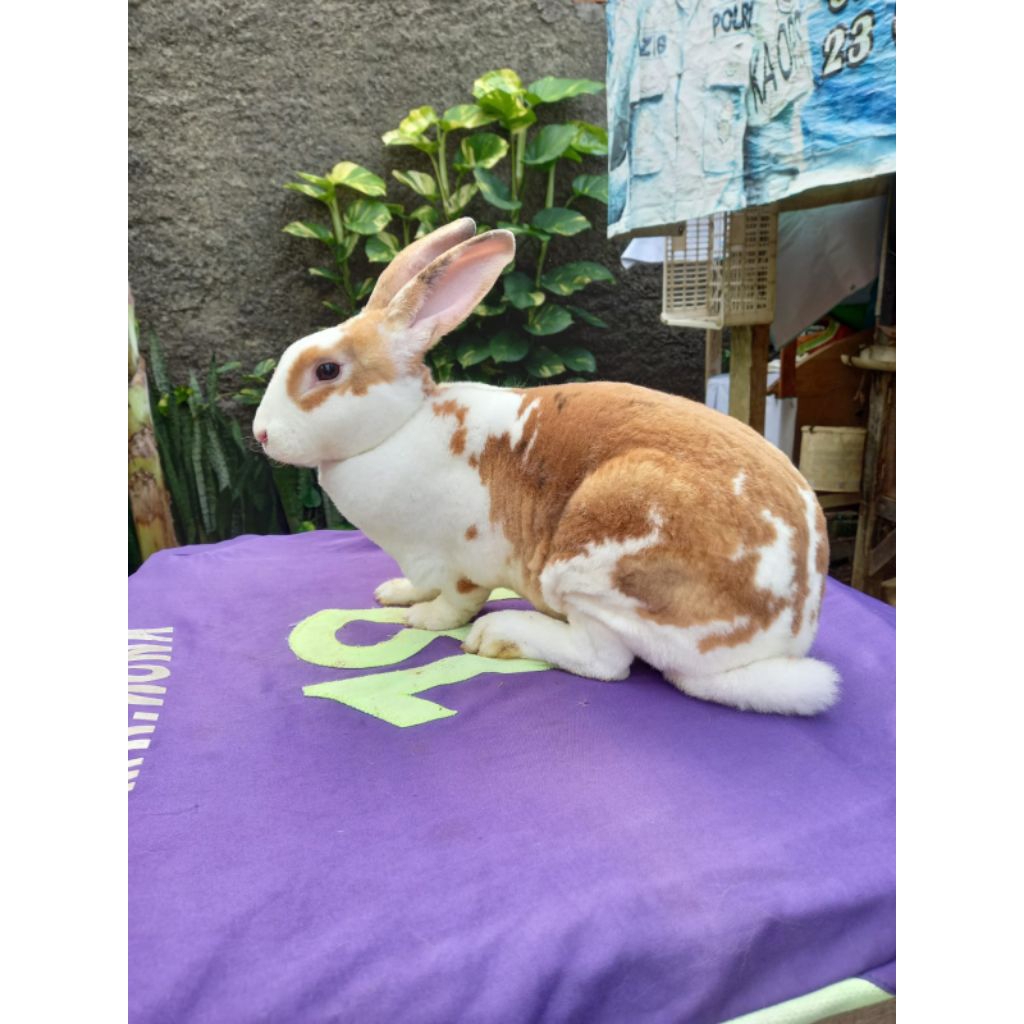 Kelinci hias Rex bulu karpet betina dewasa (1).