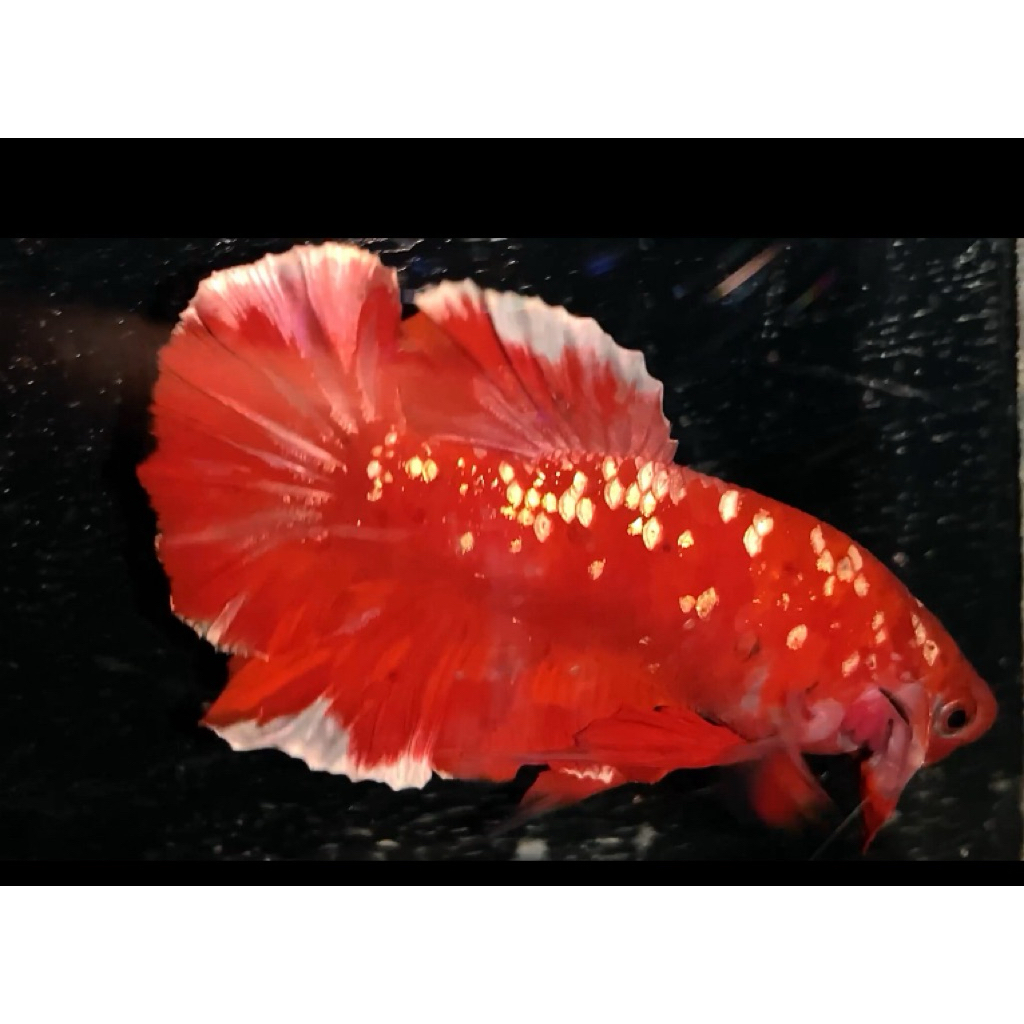 CUPANG TOP GRADE RGG