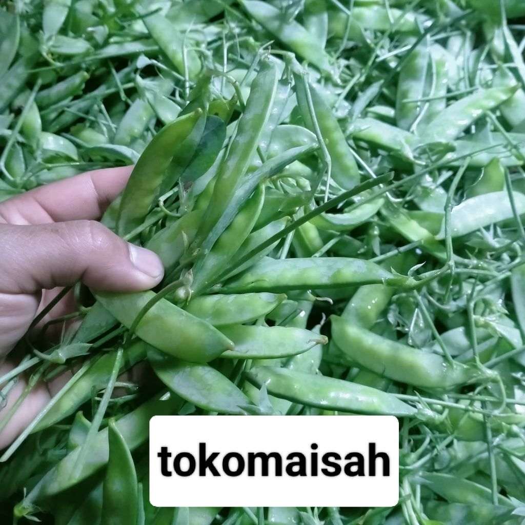 

kapri sayur fresh 500 gram kacang kapri