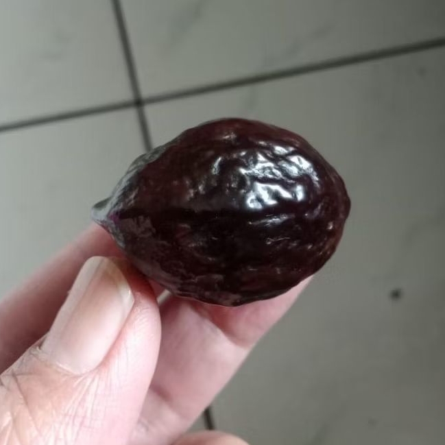 Kemiri Adu Muncang Adu Jayanti Joker Ori Matang Menang Satu Kali