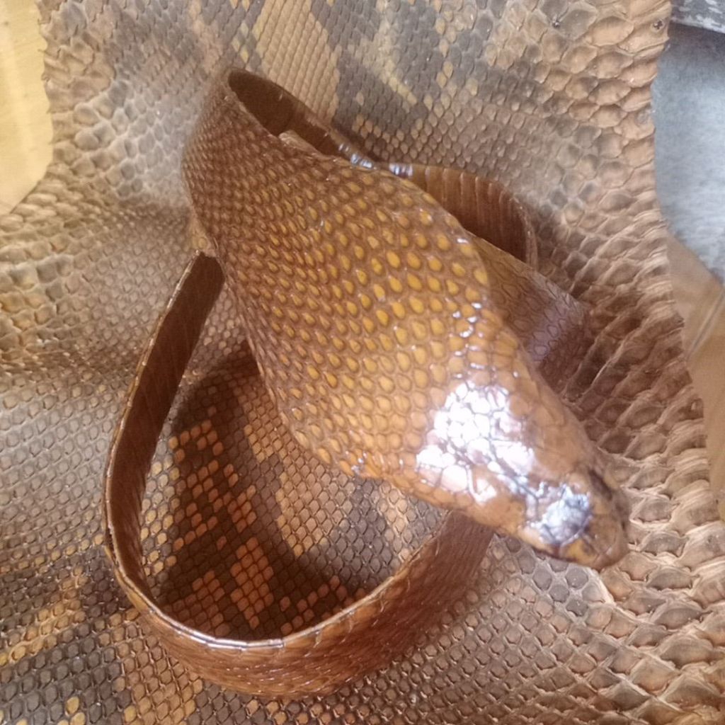 sabuk kulit ular cobra asli warna coklat
