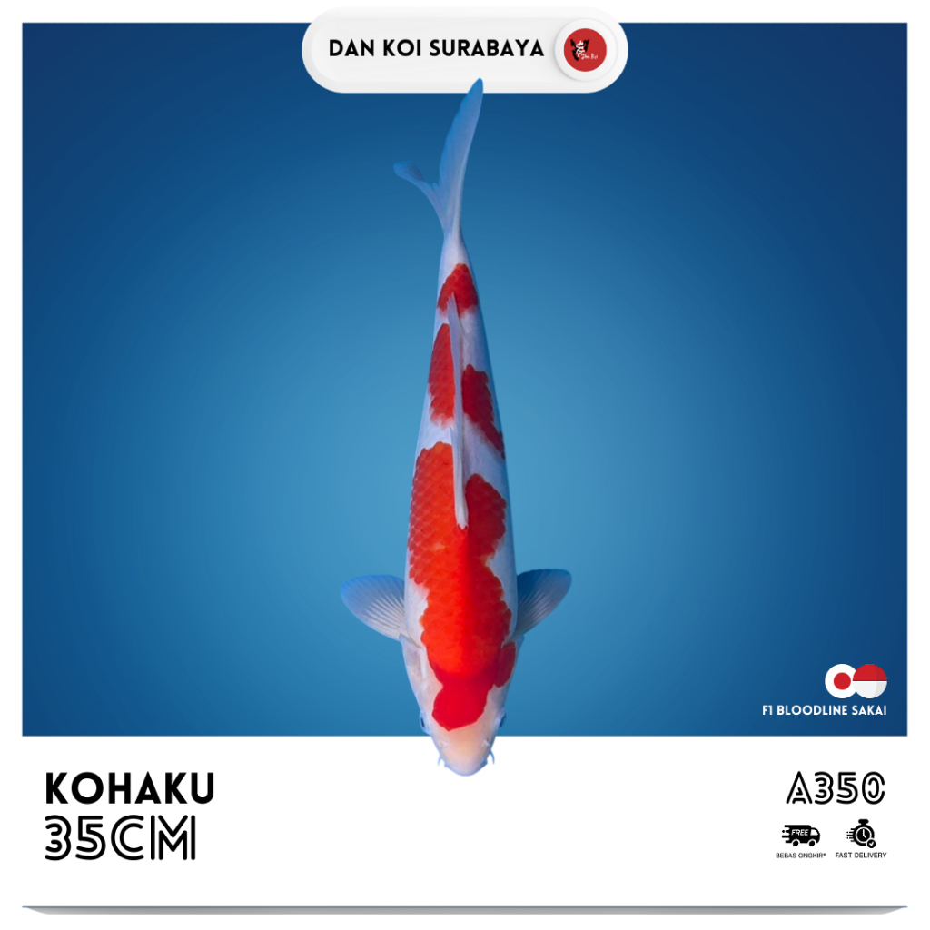 Ikan Koi Kohaku F1 Bloodline Sakai Kode A350