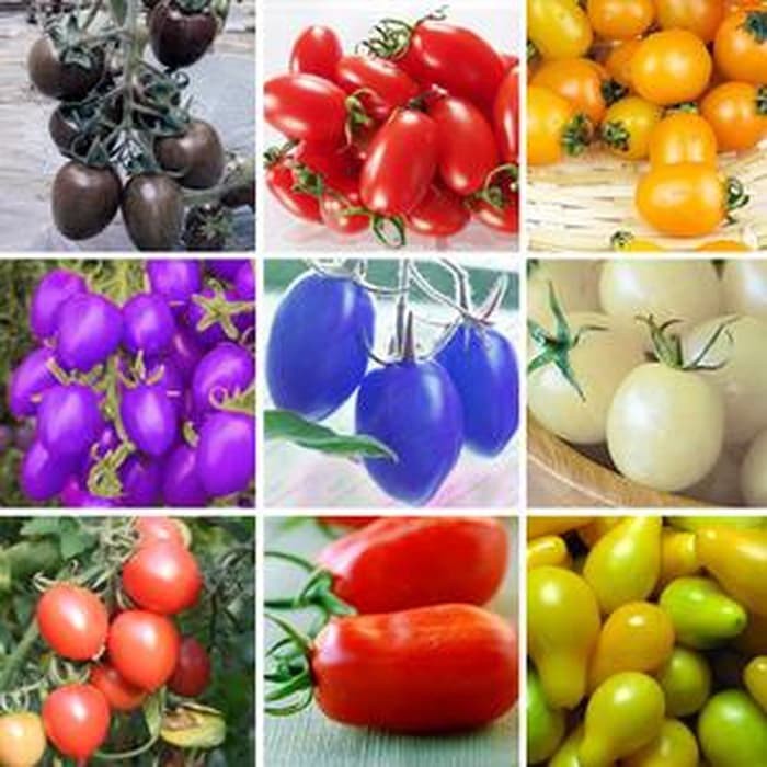 10 -Benih Buah Tomat Cherry Mix Pelangi Bibit Sayuran Buah Ceri