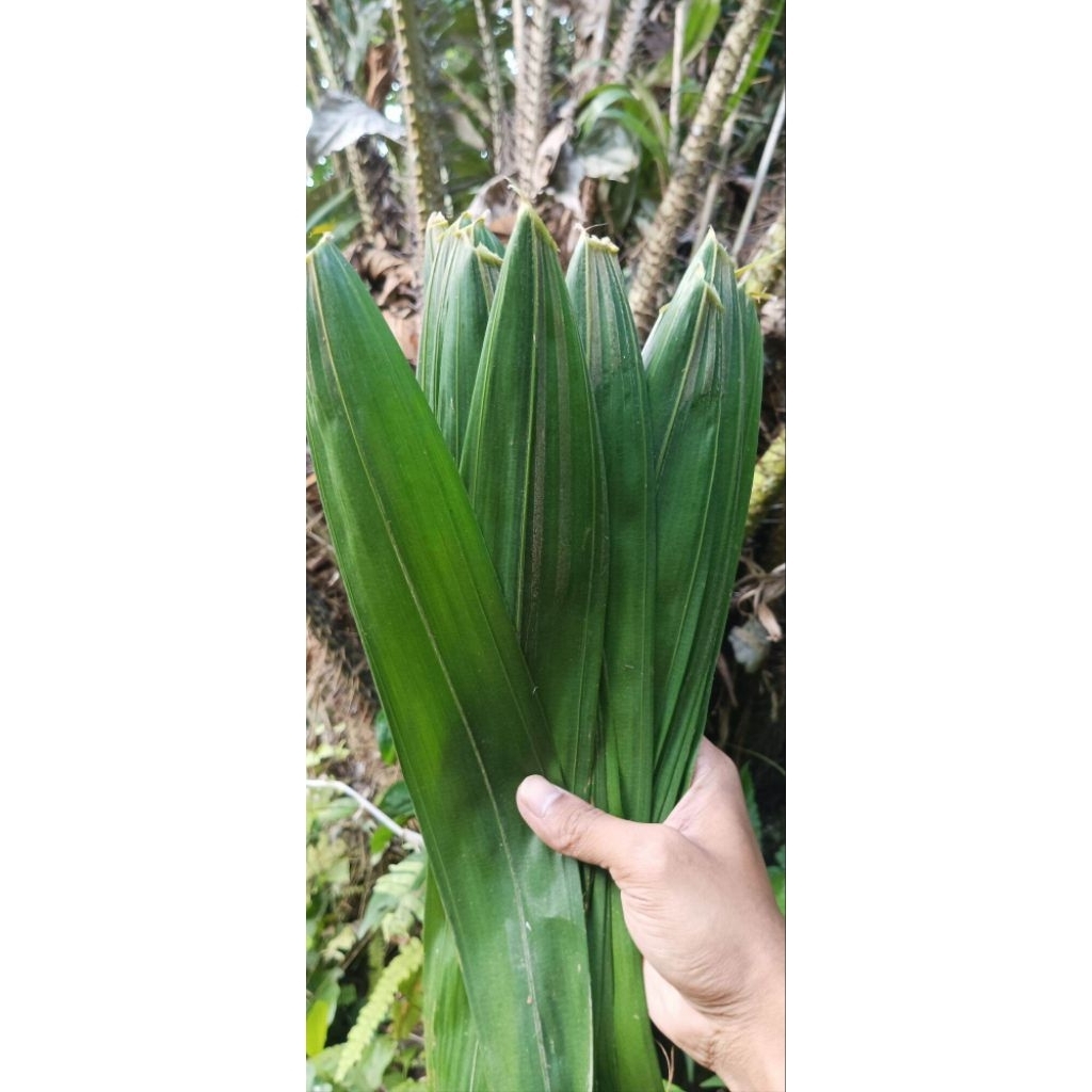 

1 KG Daun Salak Segar Pilihan – Herbal Alami | Cocok untuk Teh & Obat Tradisional