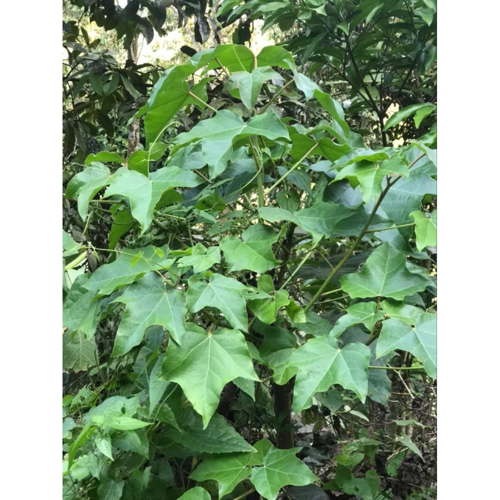 

Daun kemiri fresh 1 kG