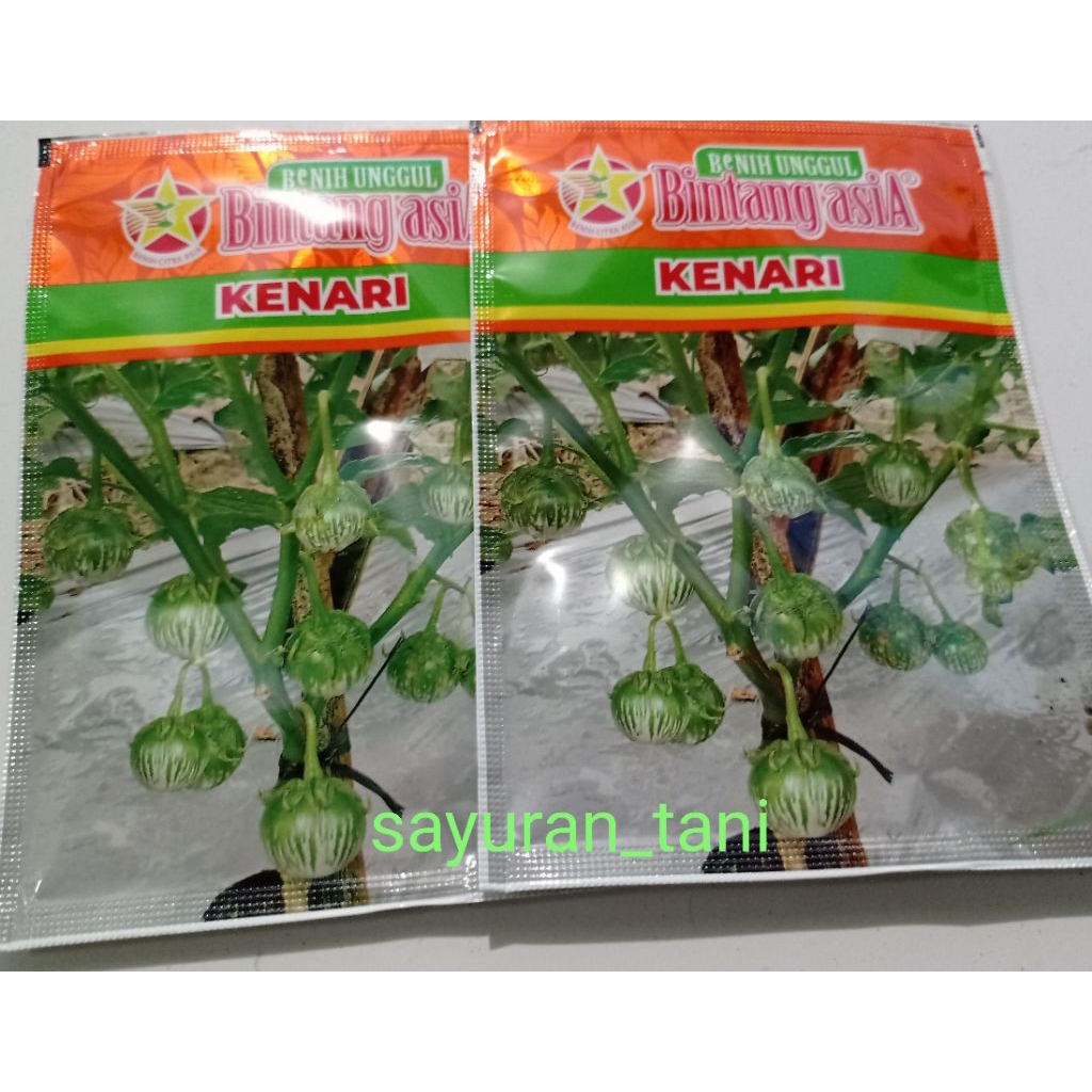 

Benih terong bulat kenari