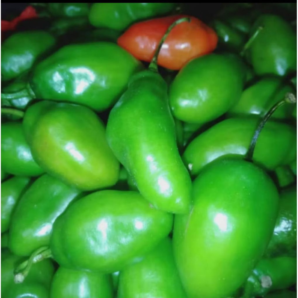 

cabai bendot 500/250gram/cabe gembor segar