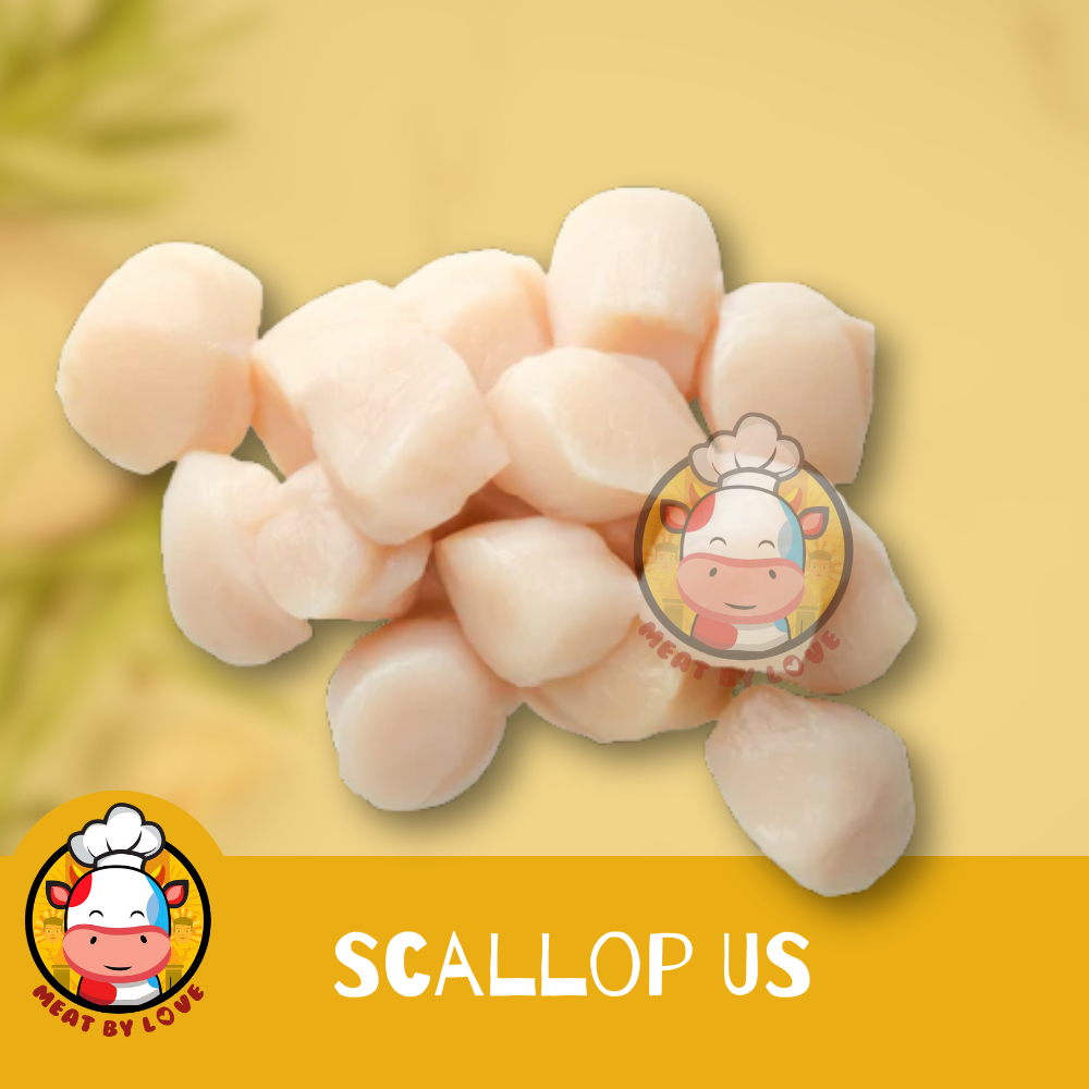 

Scallop US Frozen 20-30Pcs