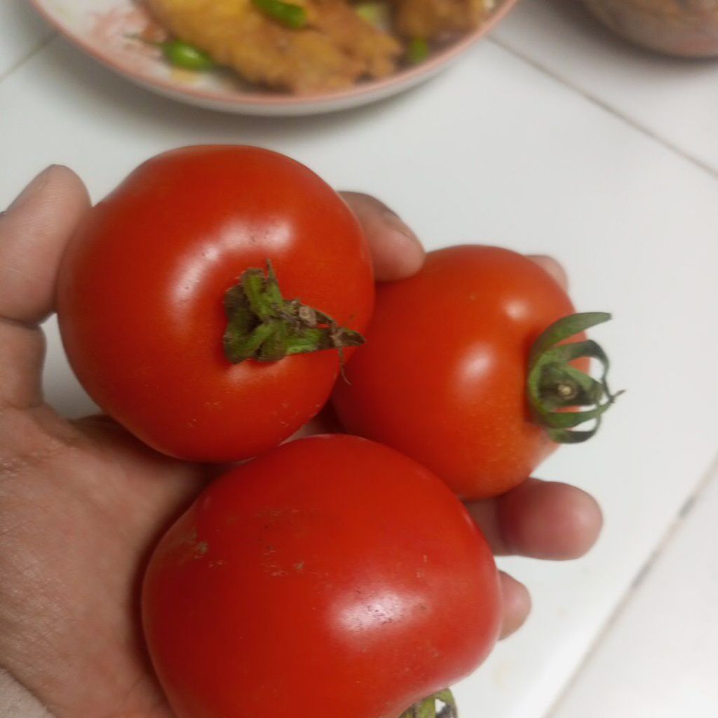 

tomat buah asli Pujon Malang