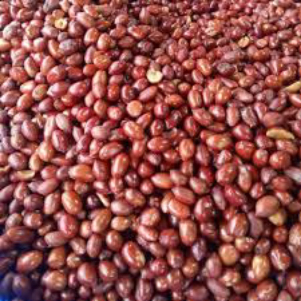 

Kacang tanah goreng sangrai utuh atau di giling kasar dan halus