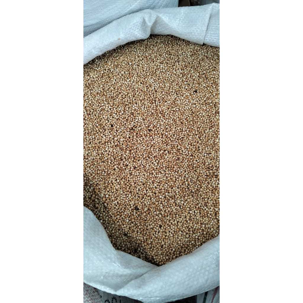 

KETUMBAR ASLI ORI BUTIR KEMASAN 1KG,2KG,3KG,4KG,5KG TERMURAH