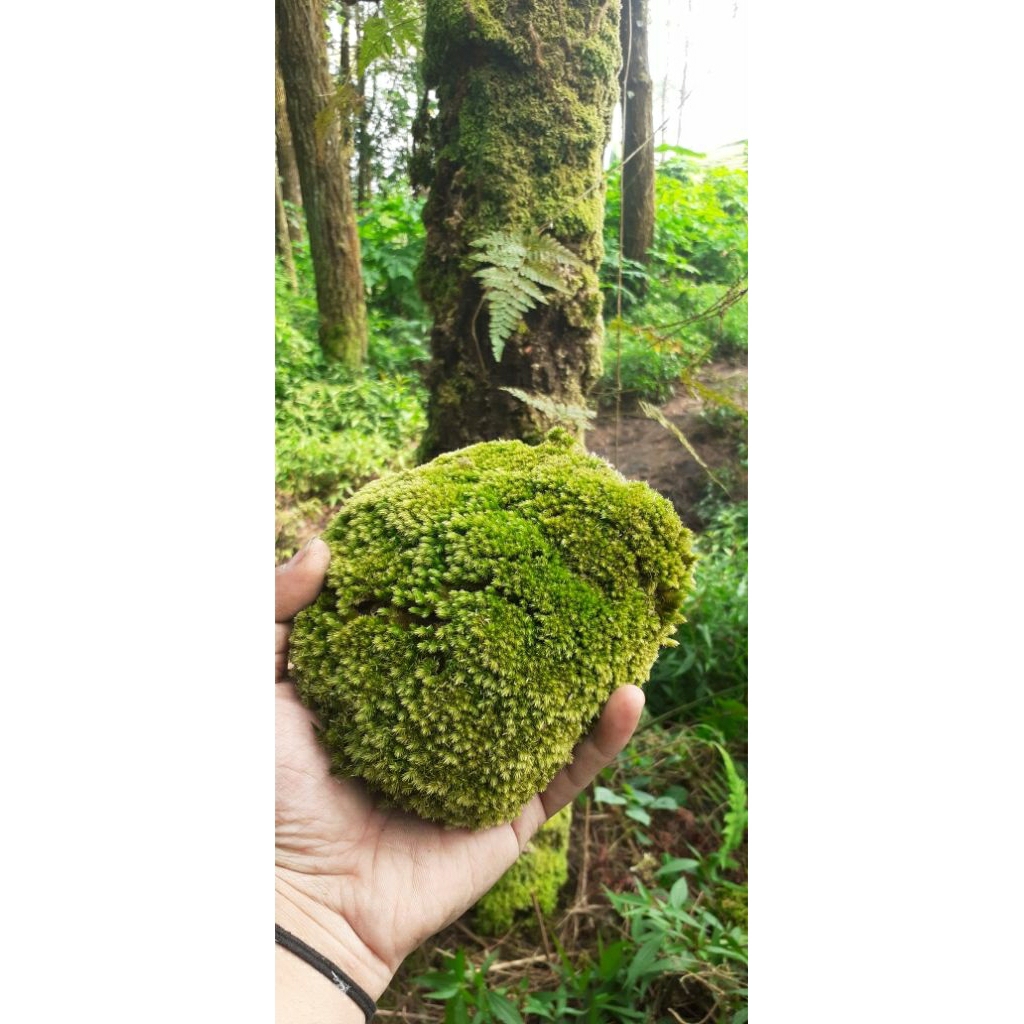 fresh moss |lumut hidup |lumut hutan |lumut pinus 1kg