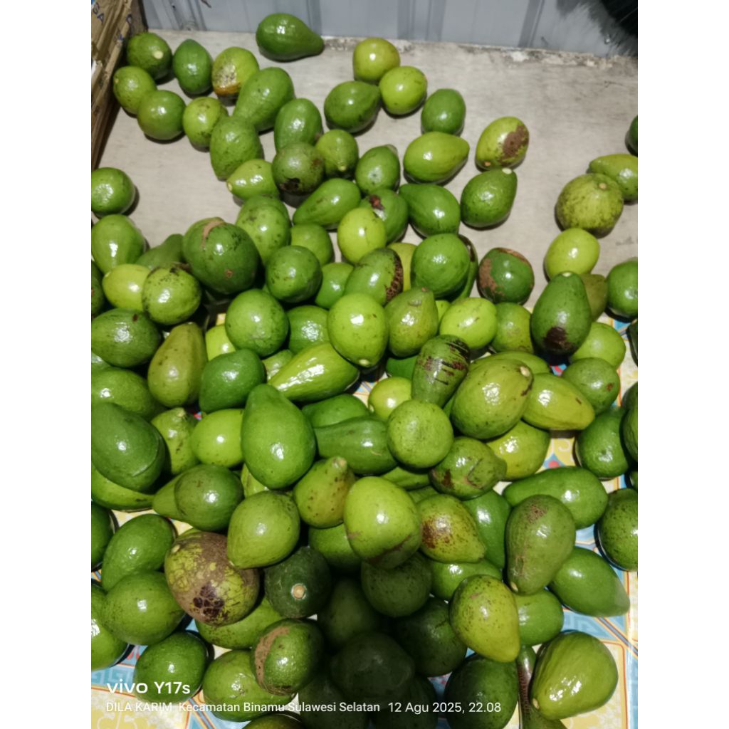 

alpukat mentega cocok untuk dibuat jus