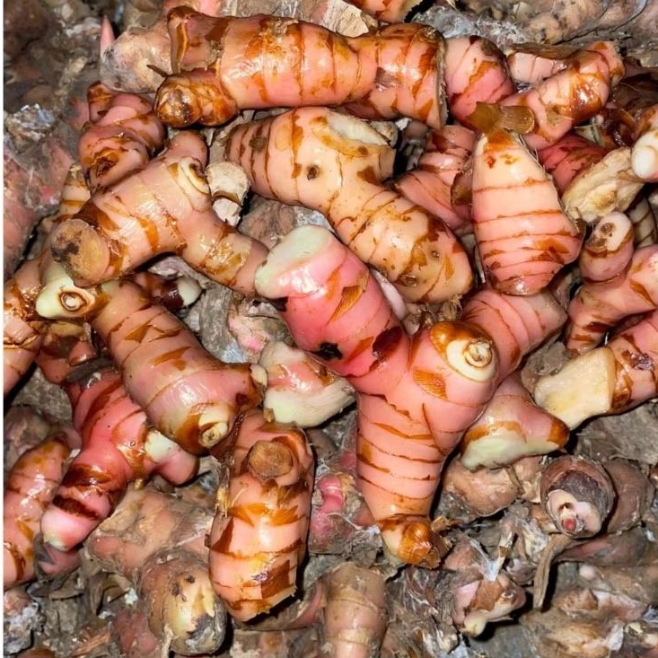 

Lengkoas Segar 250g, 500gr, 1kg | bumbu dapur , rempah rempah pilihan Asli| by PalawiJawa