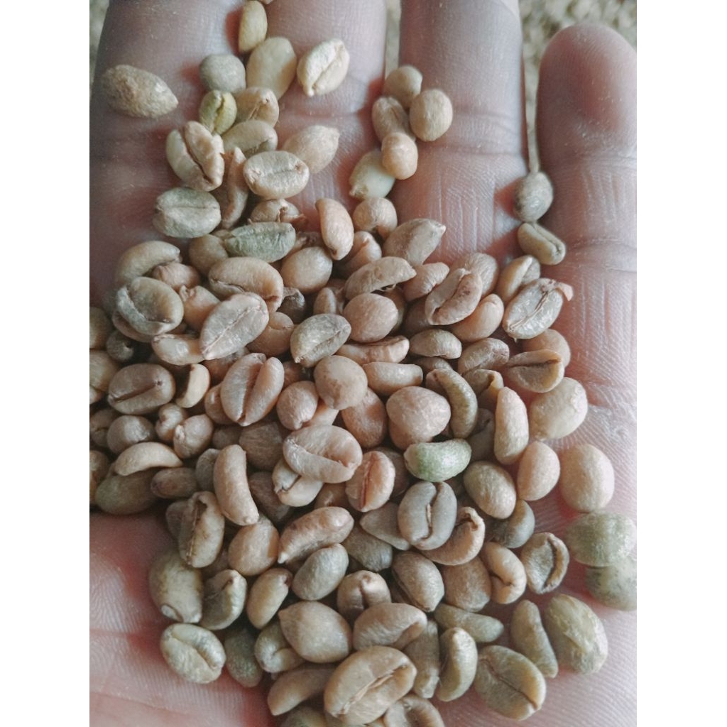 

green bean exselsa wonosalam great asalan 1kg