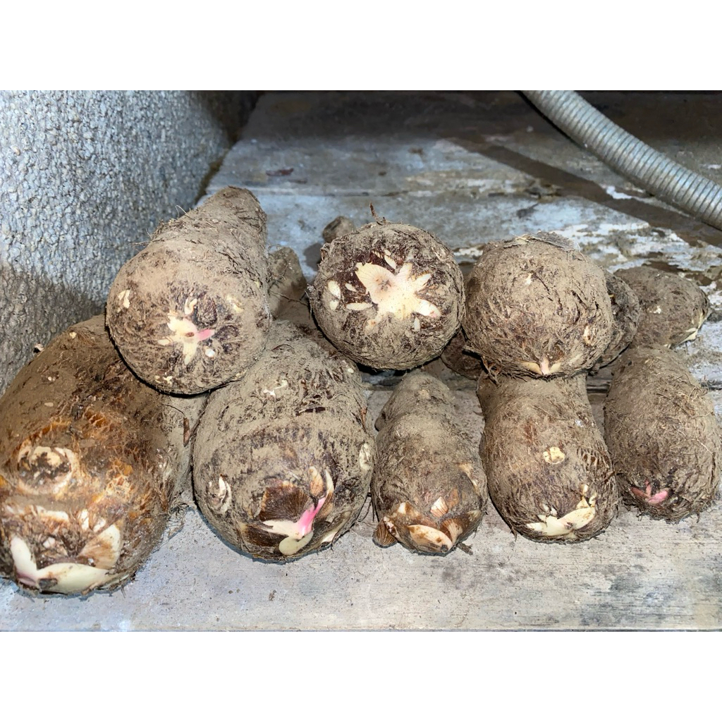 

ubi talas/mbote/entek, punel,meduk fresh