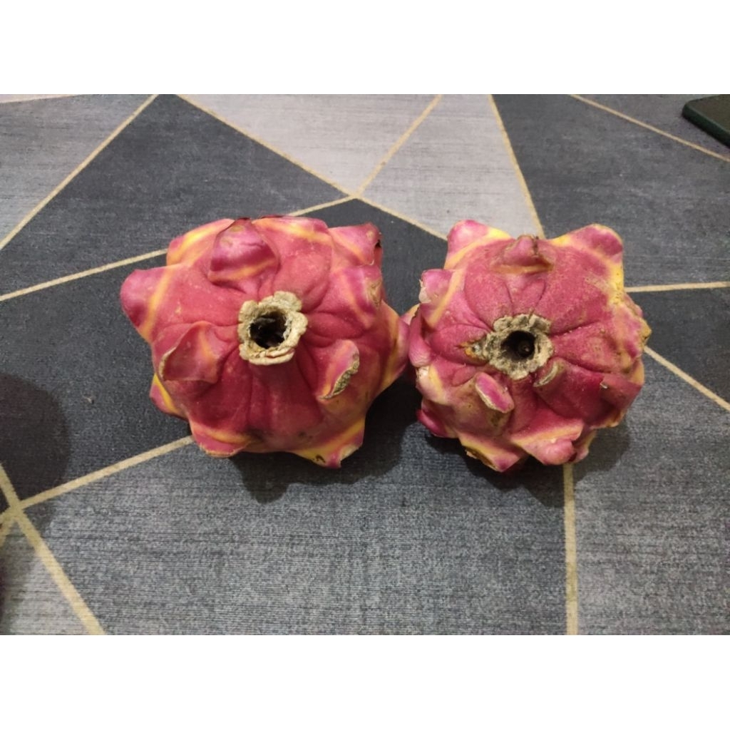 

Buah Naga Merah Manis Enak Sekali