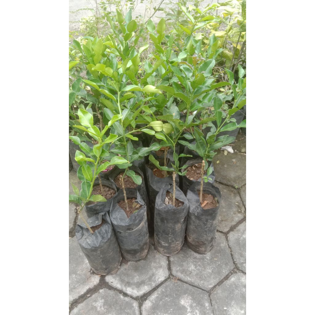 

JERUK PURUT / bumbu masak