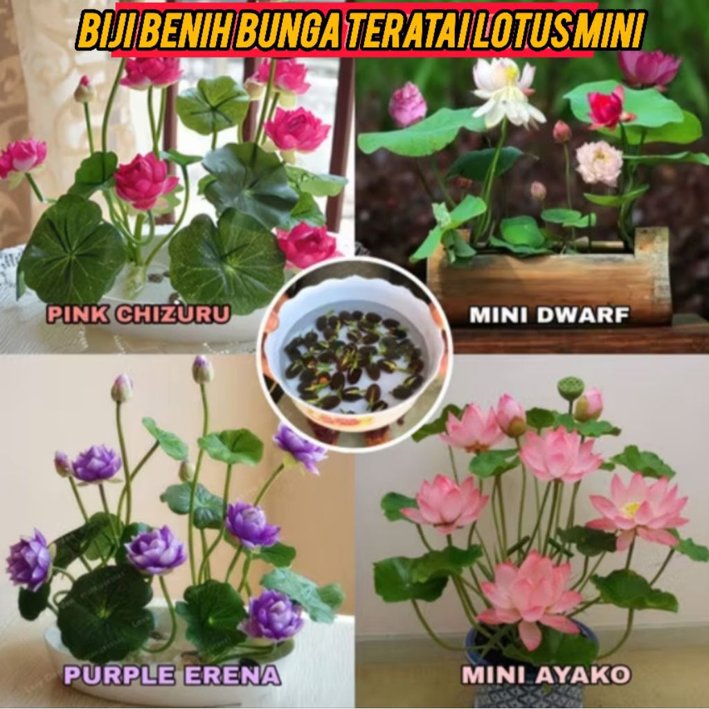 Biji Lotus Bunga Teratai Benih Lotus Bunga Biji Bunga Lotus Bunga Teratai Mini