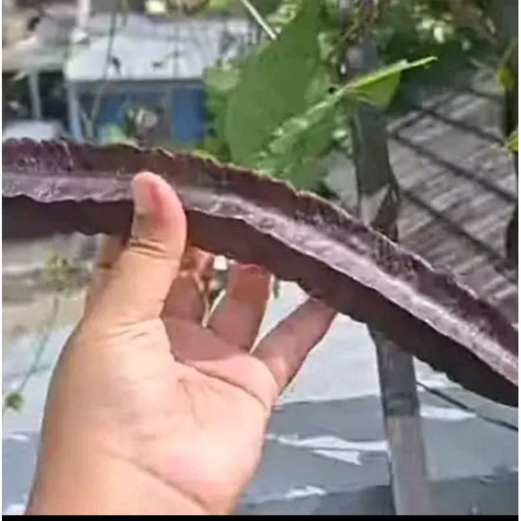 Biji benih kecipir ungu kualitas super