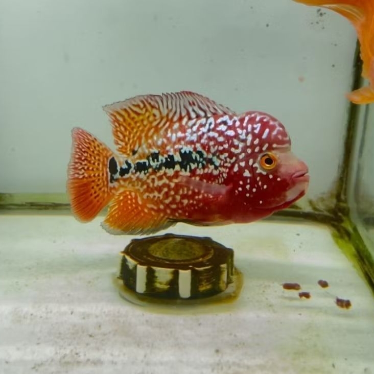 louhan kamfa gen ori thailand (anakan)