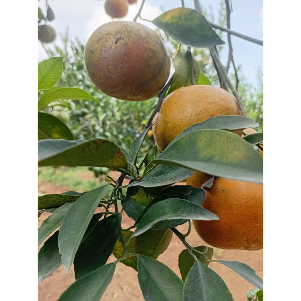 

jeruk siem madu manis langsung dari petani 1kg