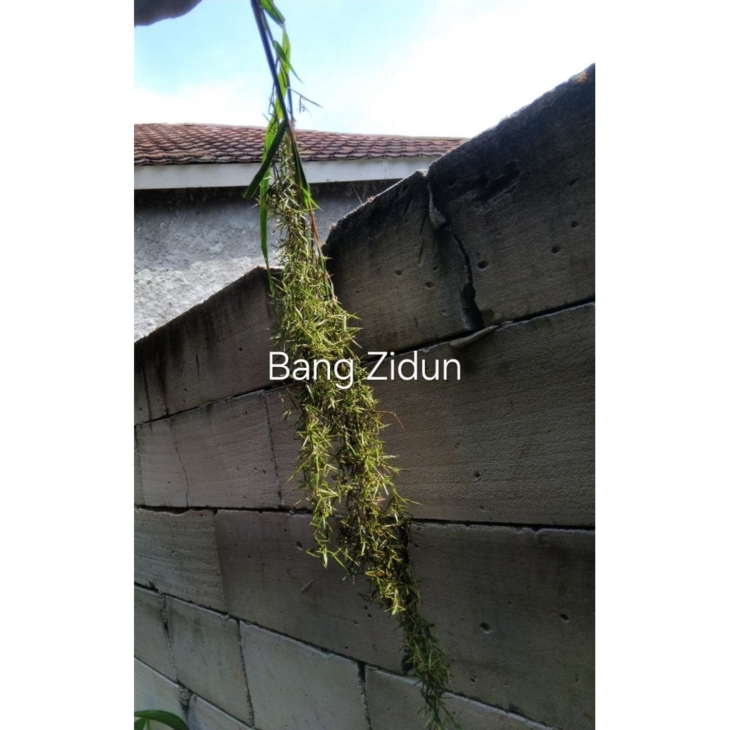 

Bunga Serai, sereh, sere fresh 1 Umpruk banyak tangkai petik langsung di pohon, obat herbal alami