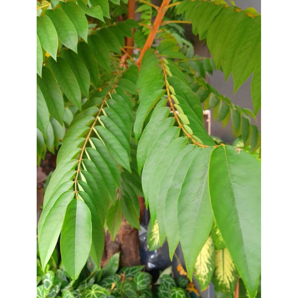 

daun belimbing 100gram untuk mengatasi darah tinggi | herbal tradisional | murah meriah | produk pilihan