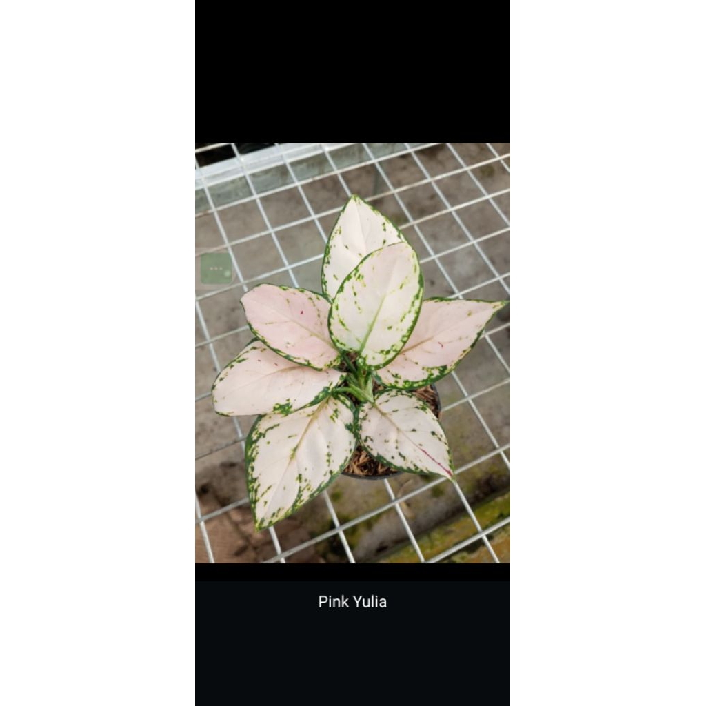 Aglonema PINK YULIA