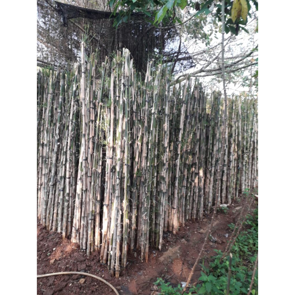 Tanaman Hias Bambu Jepang Pohon Bambu Jepang Pusat Bambu Jepang Tanam Bambu Jepang Untuk Pager