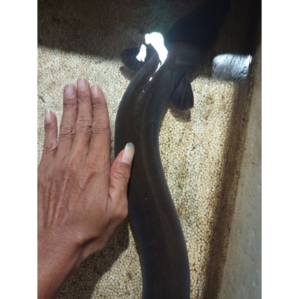 Sidat Jumbo ukuran +- 2kg satu ekor limited edition