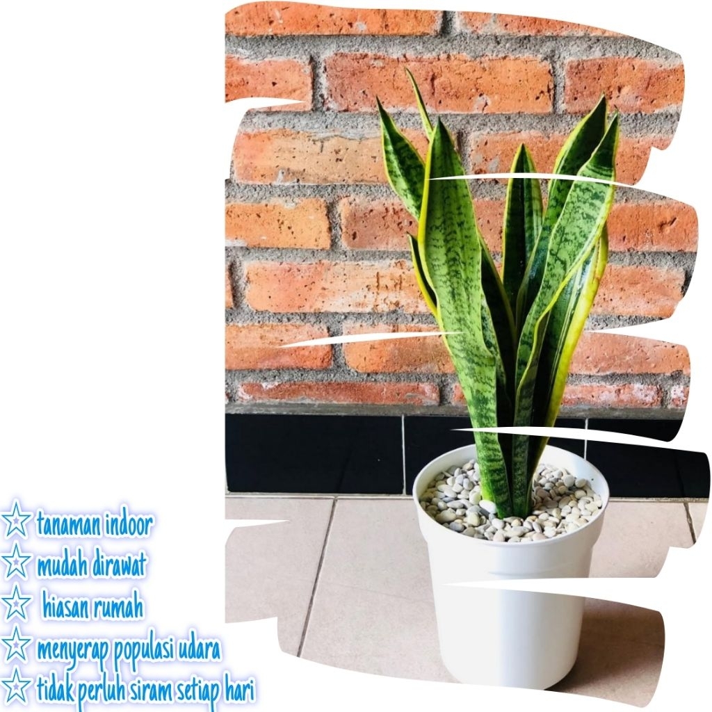 Lidah mertua  plus pot putih / tanaman lidah mertua / tanaman indoor