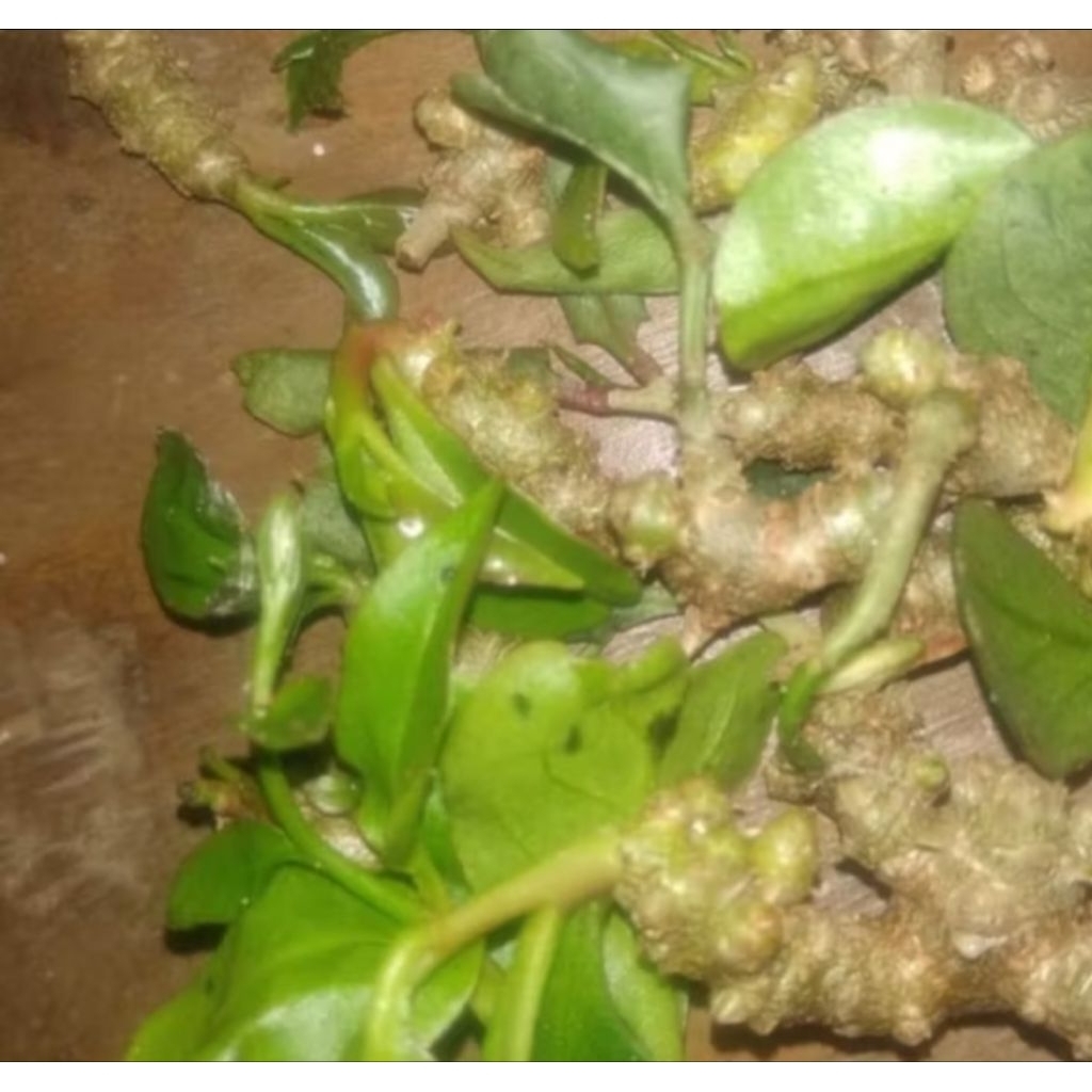 

Umbi binahong segar bisa untuk bibit 50 biji