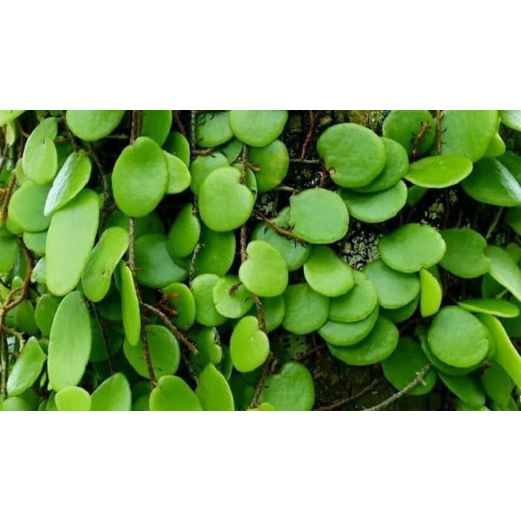 

Herbal daun sisik naga per 250 gram