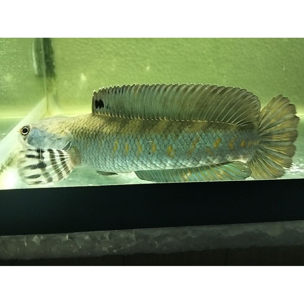 

Sticker Indukan Blue Pulchra 20cm