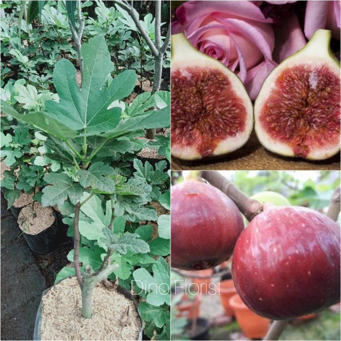 Bibit Tanaman Buah Tin Ara Merah / Bibit Buah Tin