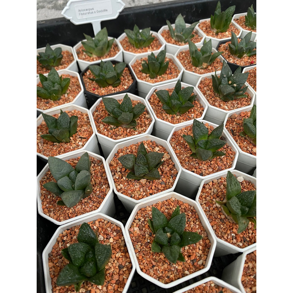 Ariocarpus Fissuratus x Godzilla