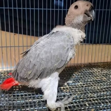 Babay burung african grey lolohan burung african grey