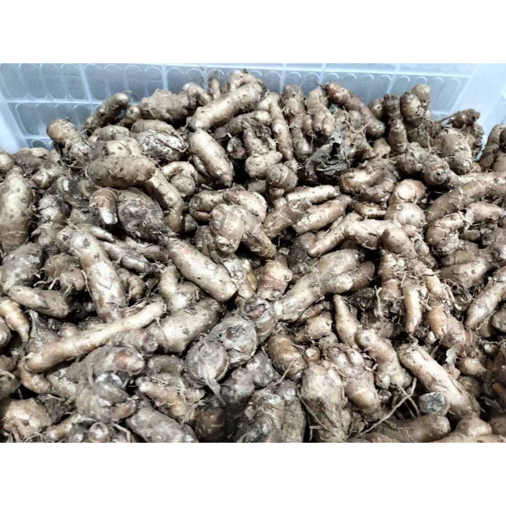 

Kencur super | empon empon | fresh | murah | 500 gram