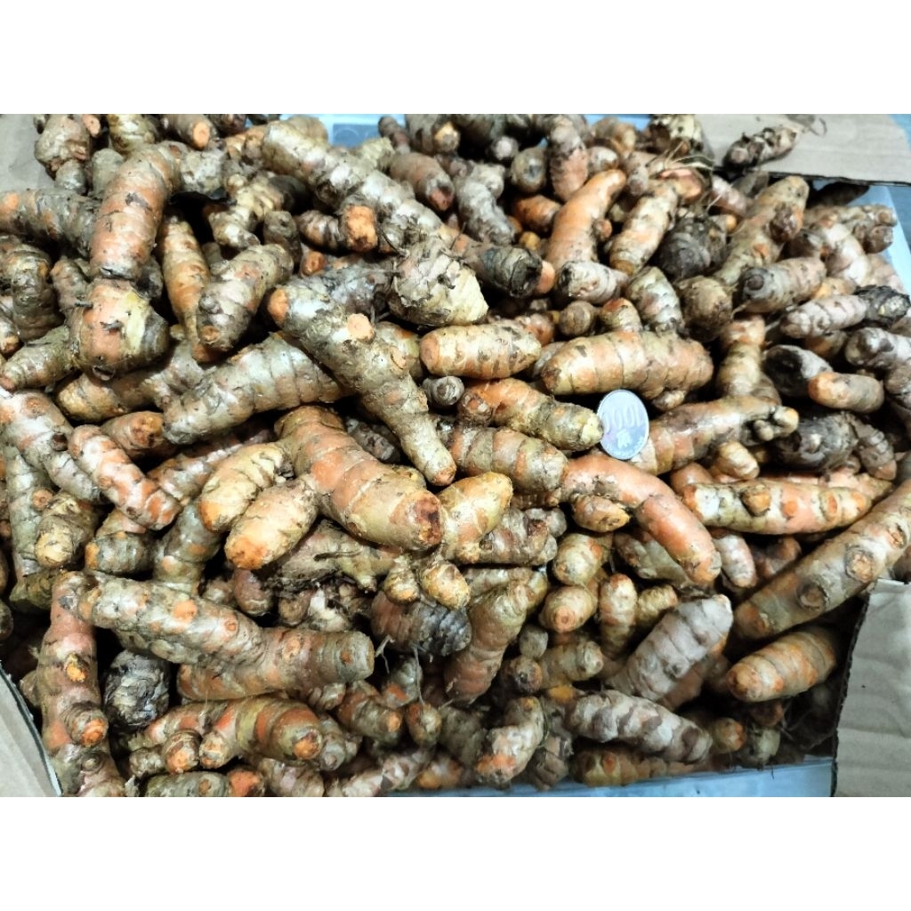 

Kunyit super |fresh | 500 gram