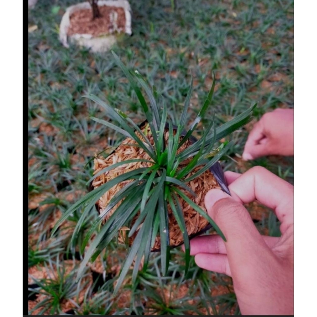 Tanaman kucai mini / rumput kucai mini