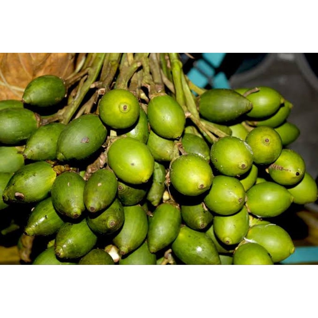 

pinang nudak seger Fress 1kg harga hemat Setok banyak siap kirim