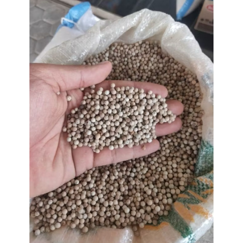 

LADA PUTIH BUTIR 1 Kg