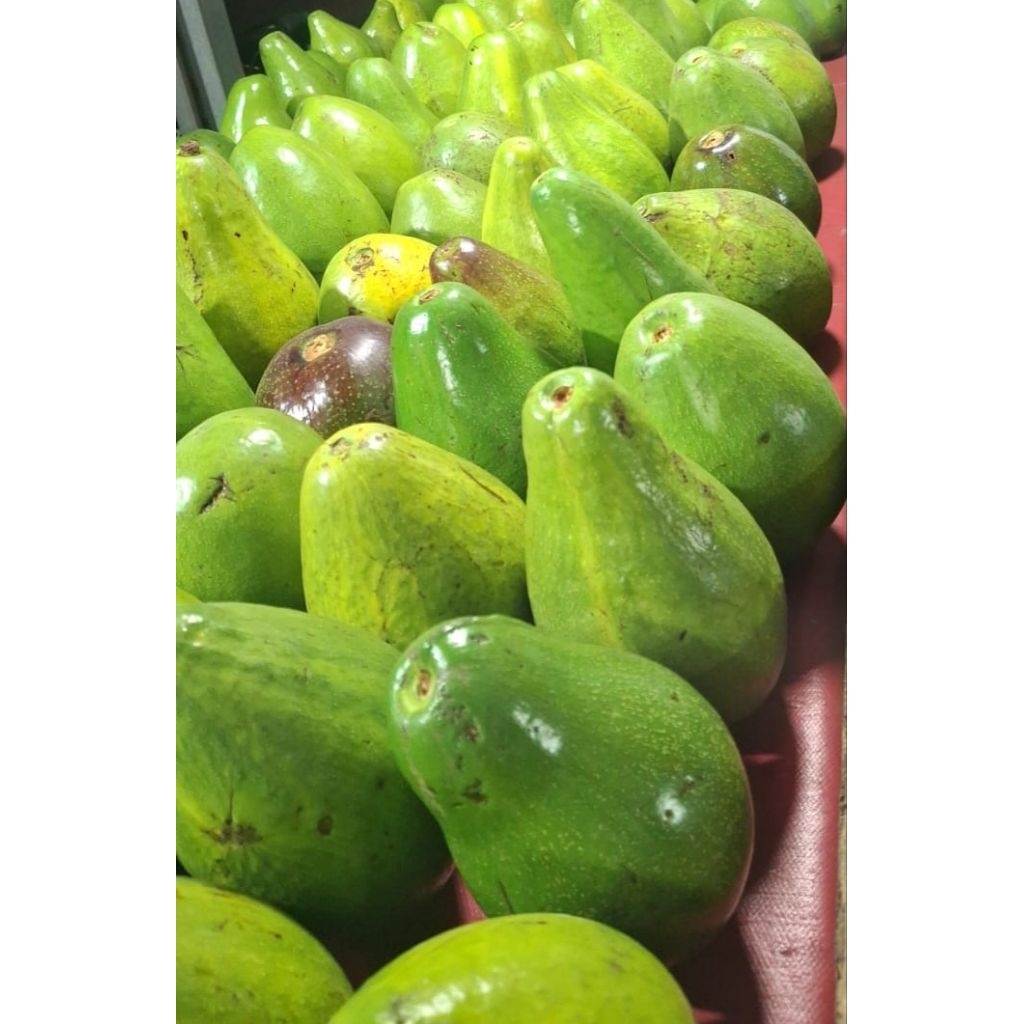 

Alpukat Mentega Lampung Super