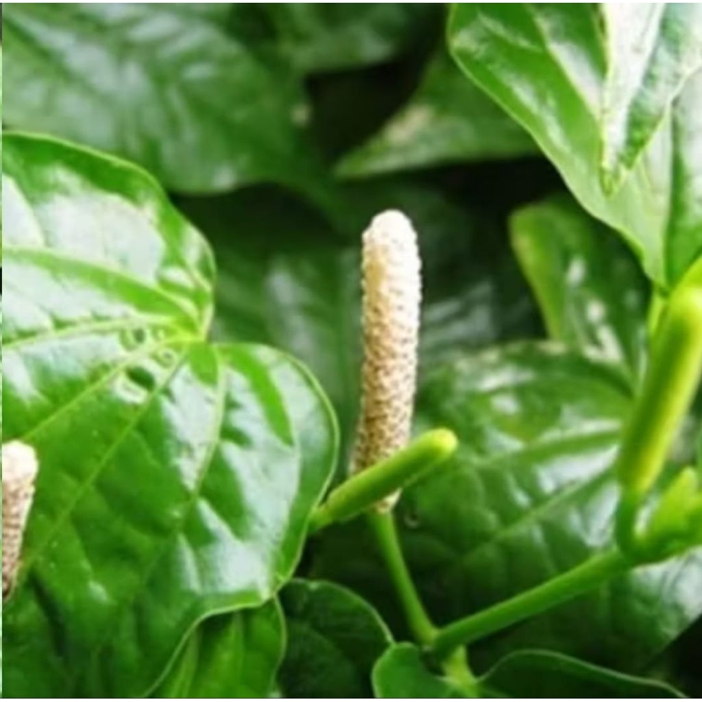 

daun karuk segar paket 100 gram siap kirim