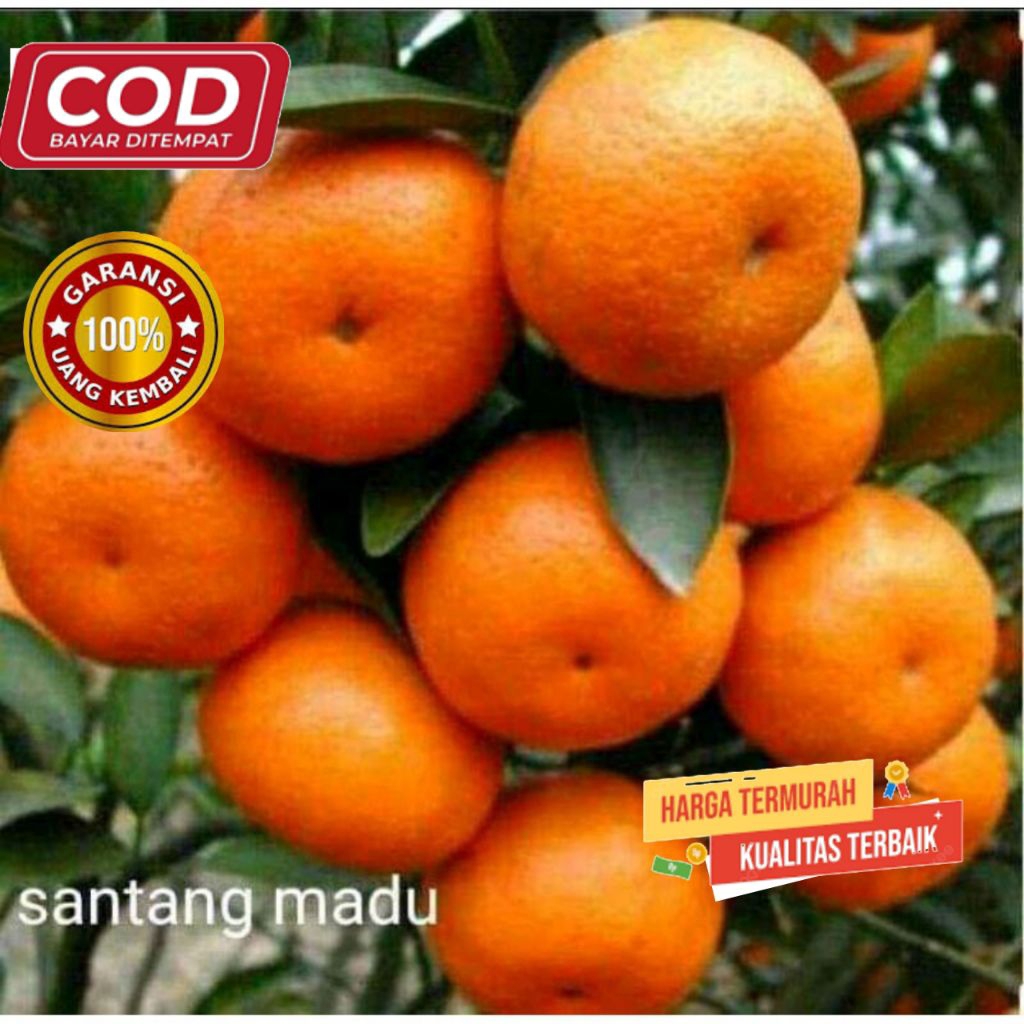 bibit jeruk santang madu asli