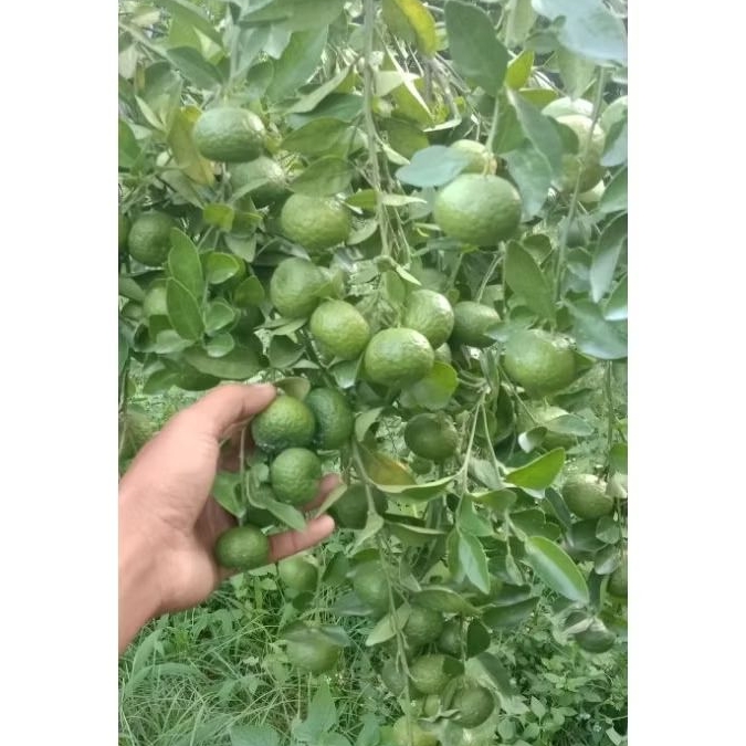 

Jeruk Limau , Bibit Jeruk Limau Jeruk Sambal