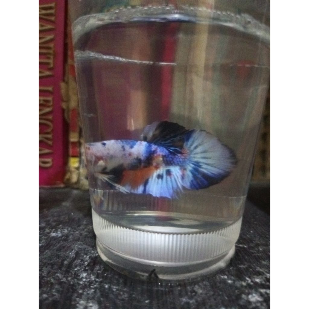 Hiasan aquarium cupang koi galaxy multi colour